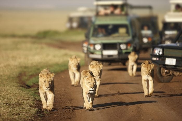 7 Tage Aberdare’s / Nakurusee / Masai Mara / Naivashasee / Amboseli, Luxus-Safari-Paket – von Nairobi zurück nach Nairobi