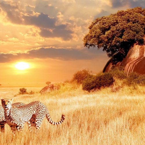 Marcopolosafaris maasai mara
