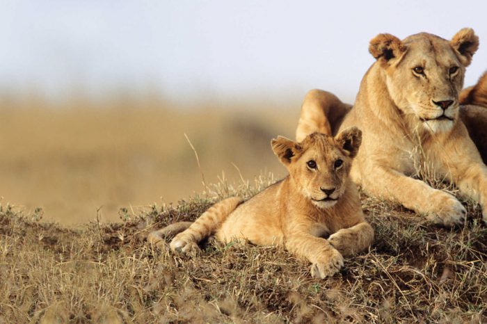 Tsavo East National Park