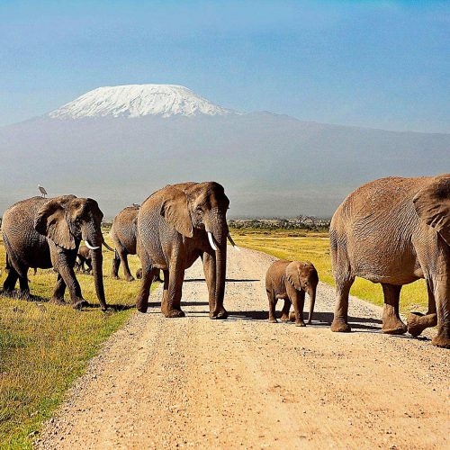 12 amboseli national park safari 2