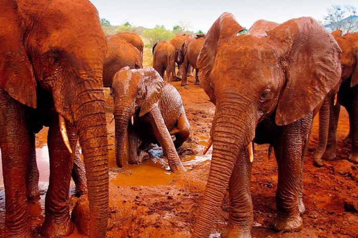 Tsavo Ost Nationalpark