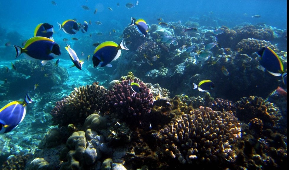 mombasa marine national park