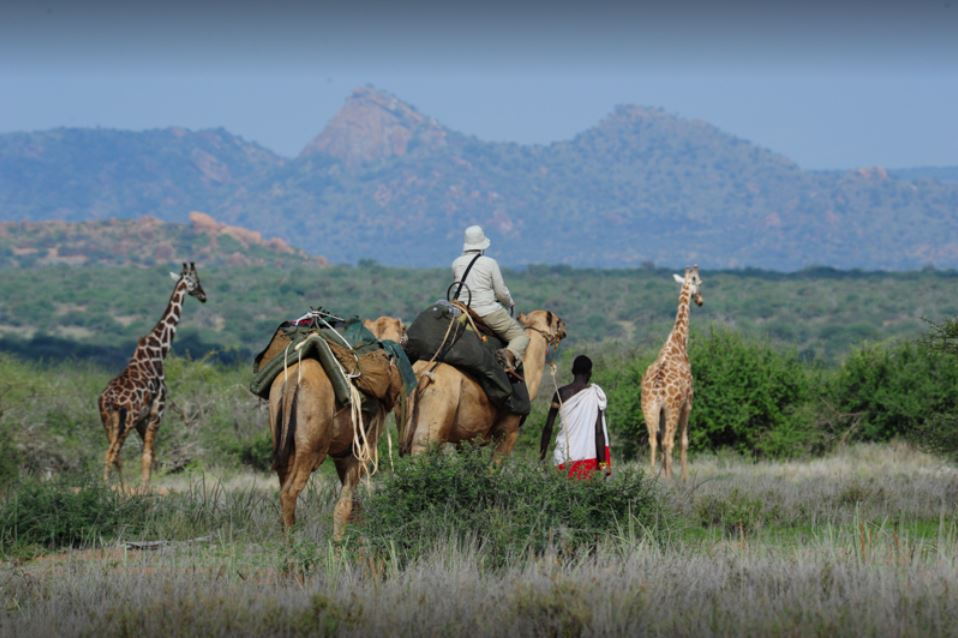 camel safari