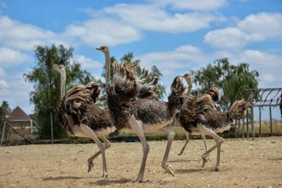 maasai ostrich farm nairobi