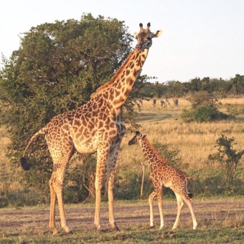 marco polo safaris 2022 5