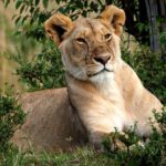 Kenya Lion, Masai Mara