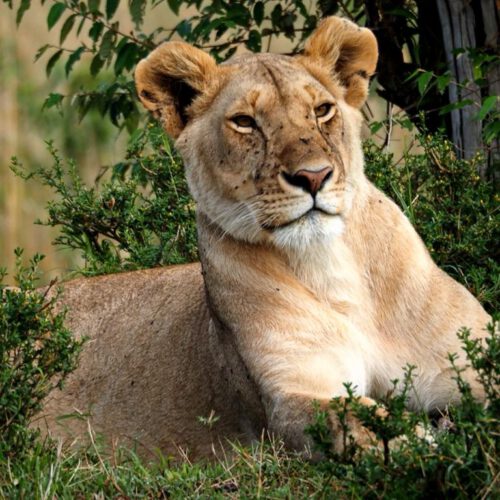 Kenya Lion, Masai Mara