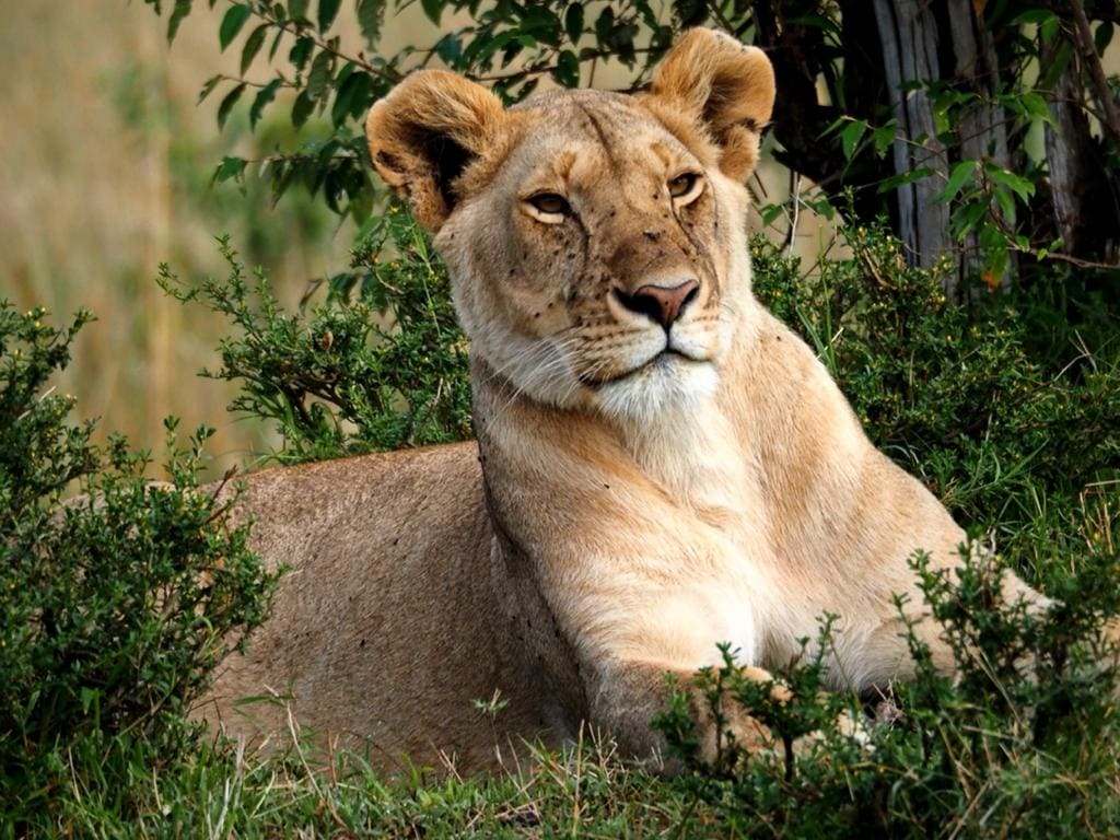 Kenya Lion, Masai Mara