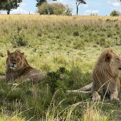 masai mara 2022 Nov greiner 1