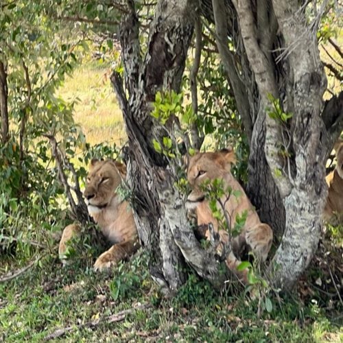 masai mara 2022 Nov greiner 2