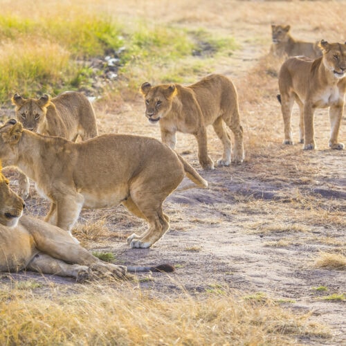 a family of lions and their great boss in the masa 2022 05 11 10 38 17 utc