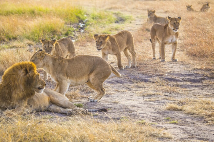 Tanzania