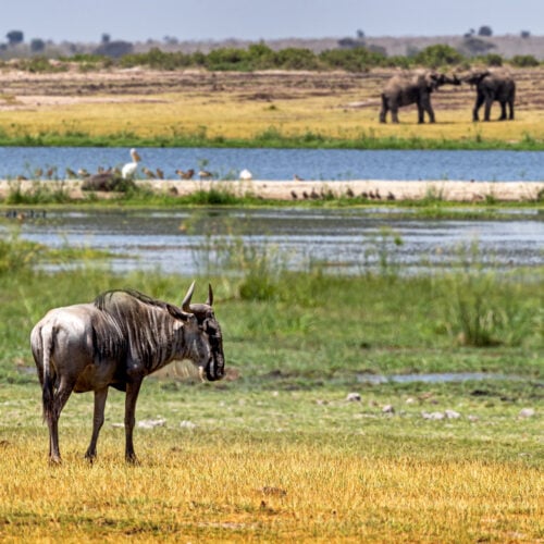 amboseli kenya africa marsh scene 2022 06 20 15 10 04 utc