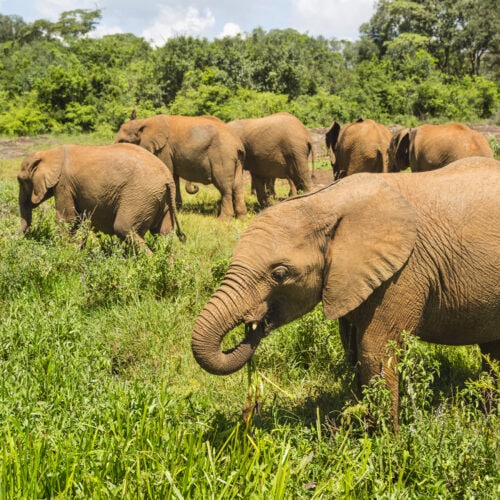 baby elephants in nairobi national park kenya 2021 08 26 17 00 35 utc
