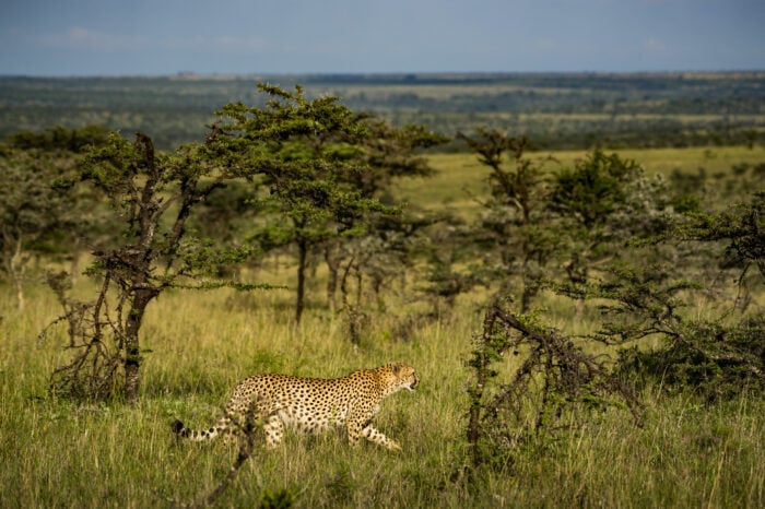 Parco Nazionale di Tsavo Ovest