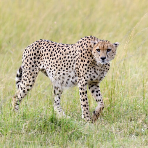 cheetah africa kenya 2021 08 26 15 55 36 utc