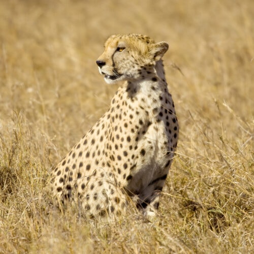 cheetah masai mara kenya 2021 08 26 18 00 22 utc 1 1