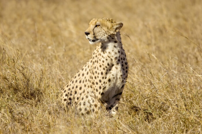 Safari de découverte de 5 jours dans le parc national de Tsavo Est, Ouest et le parc national d’Amboseli