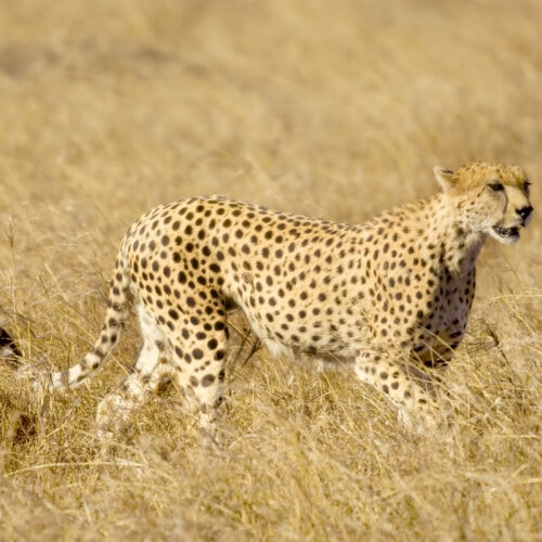 cheetah masai mara kenya 2021 08 26 18 00 22 utc 2