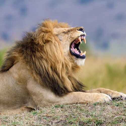 close lion in national park of kenya 2021 08 26 15 55 40 utc