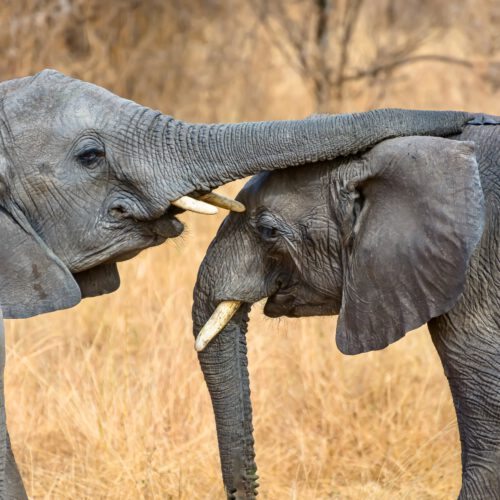 closeup shot of a cute elephant touching the other 2022 12 31 01 55 20 utc