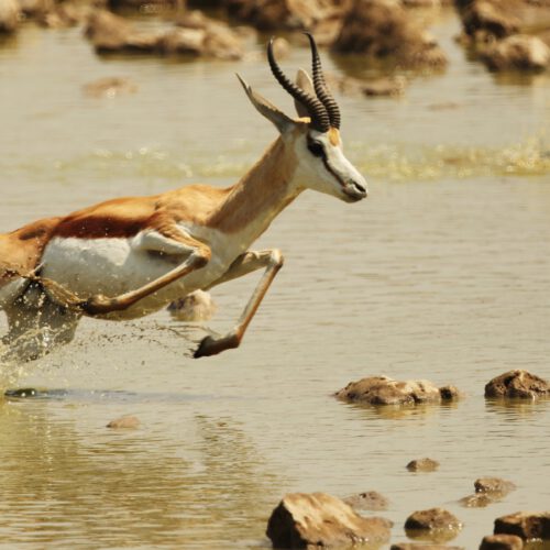 closeup shot of a gazelle galloping away over a sh 2022 12 31 01 52 58 utc