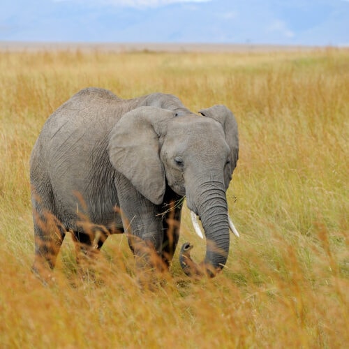 elephant in national park of kenya 2021 08 26 15 55 36 utc 2
