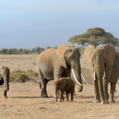 elephant in national park of kenya 2021 08 26 15 55 38 utc