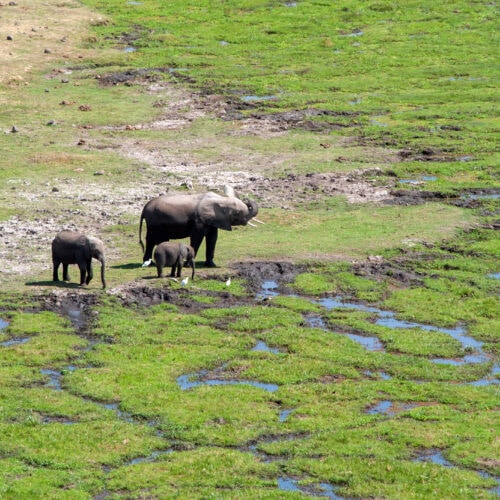 elephant in national park of kenya 2021 08 26 15 56 05 utc 1