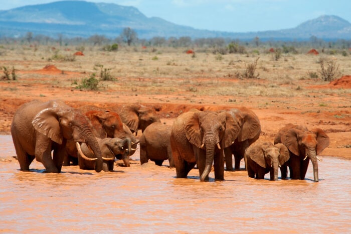 4 Tage Safari (3 Nächte), die in Nairobi beginnt und zum Amboseli National Park, Tsavo West National Park, Tsavo Ost National Park führt