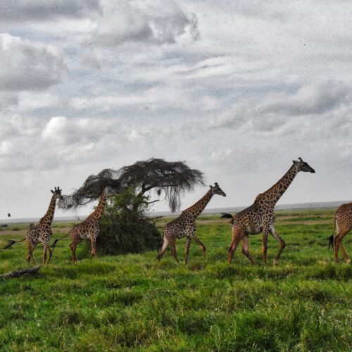 exotic landscape of kenya africa 2022 11 15 16 32 40 utc