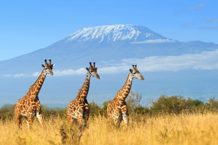 5 jours Amboseli / Lac Naivasha / Masai Mara (4 nuits), vol Ukunda Airstrip