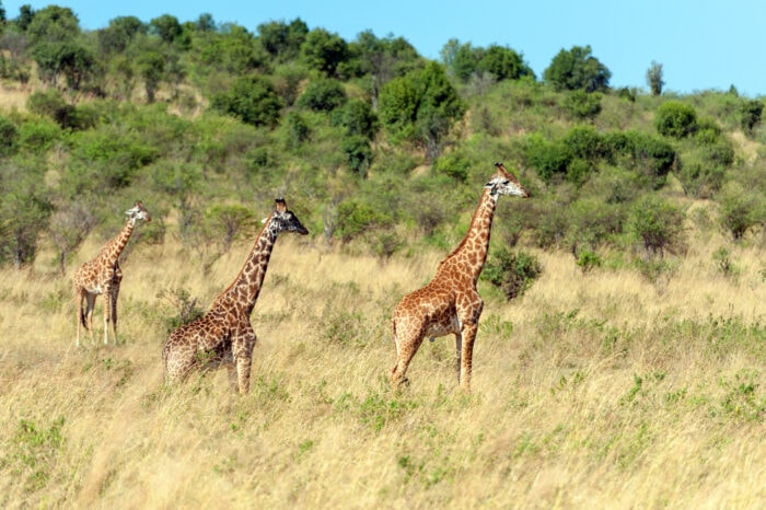 3 giorni Tsavo Est / Taita Hills / Santuario di Lumo (2 notti)