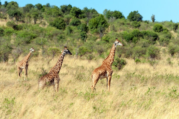 Tsavo Ost Nationalpark