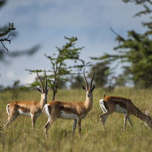 grant s gazelle gazella granti at el karama ranc 2022 03 08 18 23 34 utc