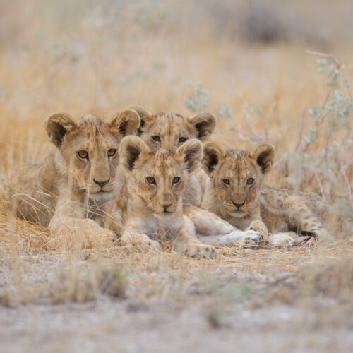 group of cute baby lions lying among the grass in 2022 12 31 05 14 57 utc