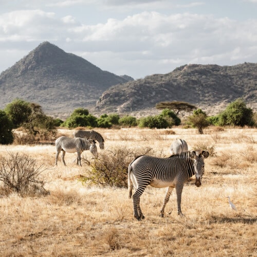 group of grevy s zebras in samburu national reserv 2021 09 03 16 18 13 utc