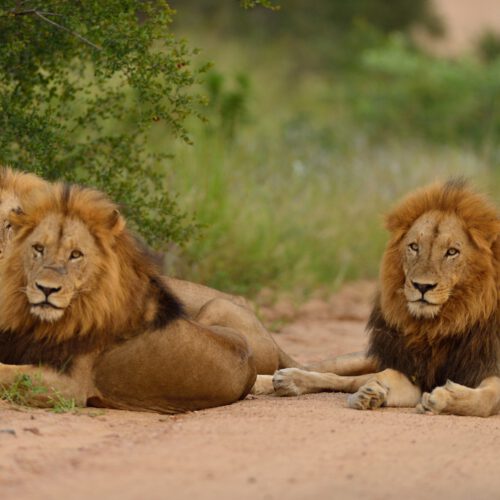group of lions resting on the road by the grass co 2022 12 30 23 11 00 utc