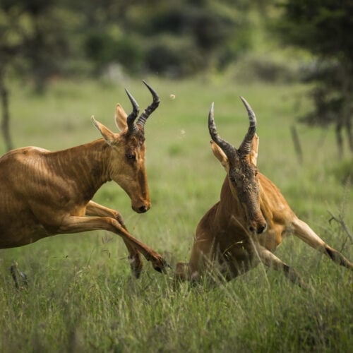 hartebeest alcelaphus buselaphus aka kongoni at 2022 03 08 23 21 33 utc