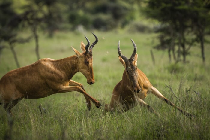 Tsavo East National Park