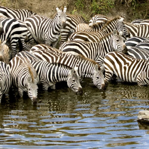herd of zebra at masai mara kenya 2021 08 26 18 00 22 utc