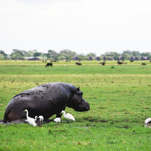 hippopotamus covered in mud and some white birds o 2022 12 31 04 57 19 utc