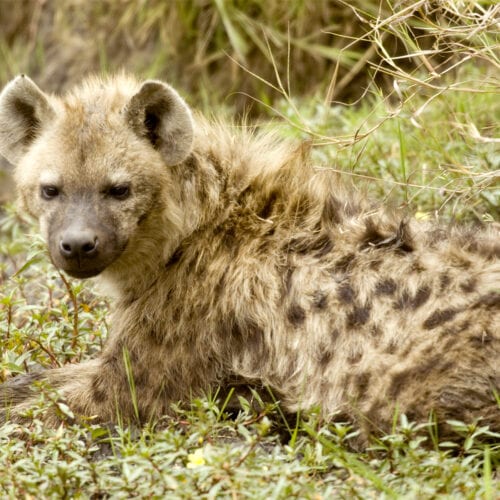 hyena masai mara kenya 2021 08 26 18 00 22 utc