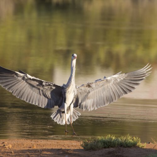 landing grey heron ardea cinerea 2022 12 31 04 55 35 utc