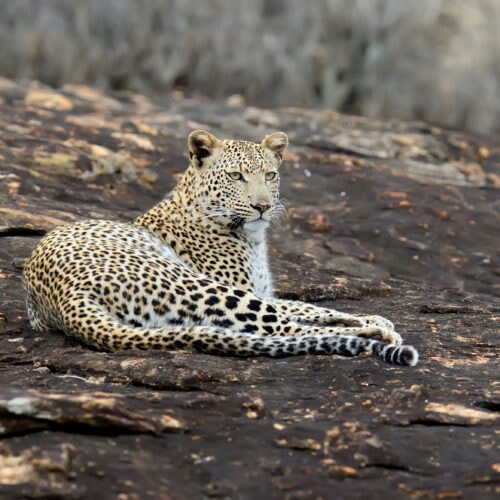 leopard in national park of kenya 2021 08 26 15 55 43 utc