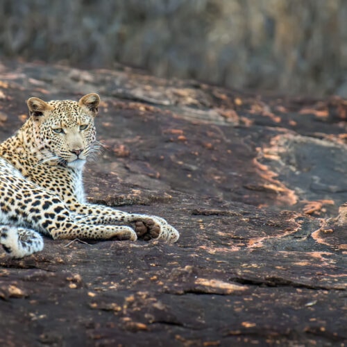leopard in national park of kenya 2021 08 26 15 56 05 utc