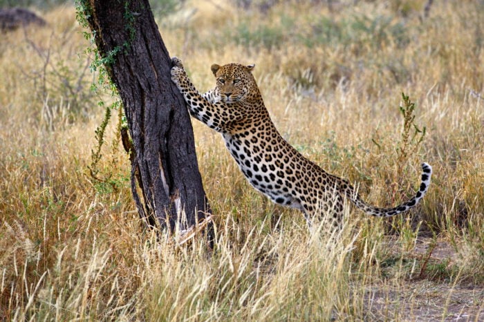 Tsavo Ost Nationalpark