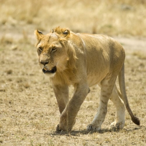 lion masai mara kenya 2021 08 26 18 00 22 utc 2