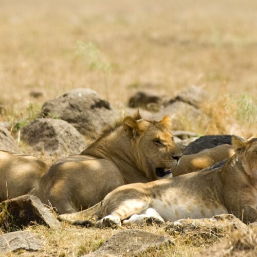 lion masai mara kenya 2021 08 26 18 00 22 utc 3