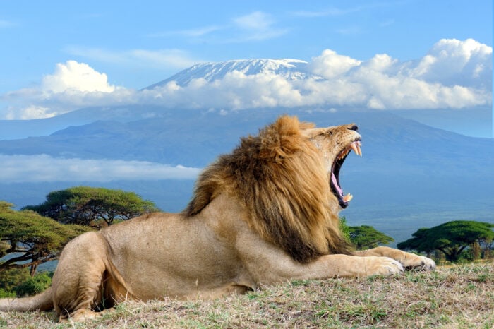 6 Tage Luxus Safari König der Löwen